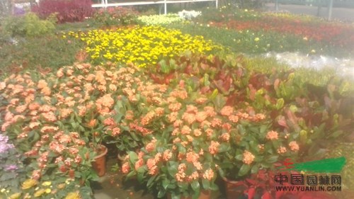 杭州蕭山花市不溫不火 盆栽花卉競相爭艷 